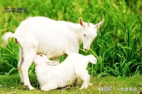 小羊没有烦恼吃瓜视频,快乐吃瓜日常