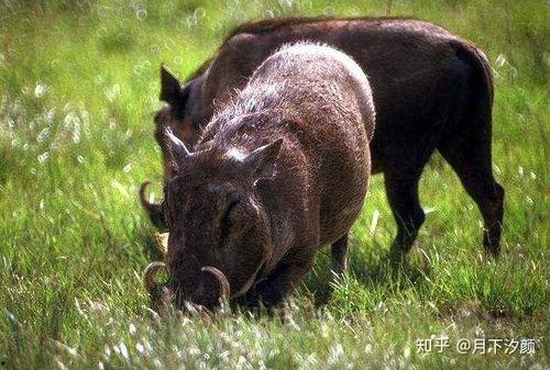 野猪吃瓜搞笑视频图片,瓜田里的欢乐喜剧