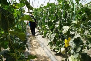 西南林业吃瓜视频,揭秘校园生活趣味瞬间