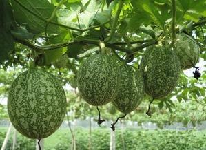 吃吊瓜搞笑视频合集下载,欢乐无限下载中