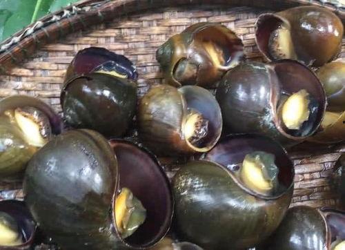 刘大瓜吃福寿螺视频大全,视频大全带你领略美食魅力