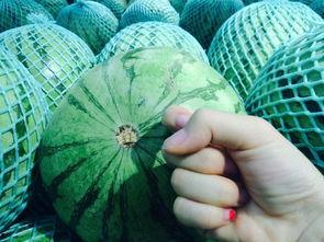 群众吃生瓜视频真实吗,群众吃生瓜视频的真实性探究