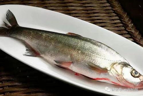 一只鱼吃瓜原视频,萌态十足引网友爆笑