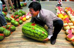 松溪吃瓜比赛视频,一场速度与口感的较量