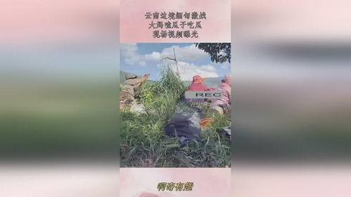 缅甸吃瓜大妈视频,揭秘当地独特生活风情
