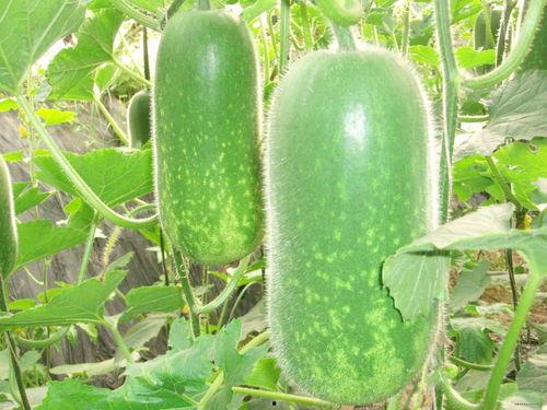 白瓜怎么吃才漂亮图片视频,图片视频教你吃出美丽肌肤