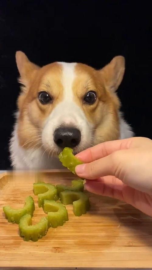 网红吃瓜狗子视频大全,萌宠界的欢乐盛宴