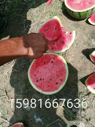 吉林公主岭吃瓜视频