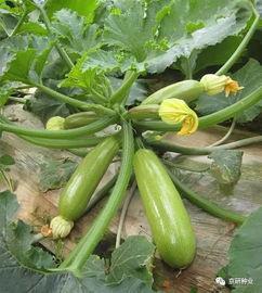 齐鲁师范吃瓜视频,揭秘校园生活幕后趣闻